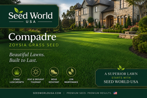 Compadre Zoysia Grass for the Ultimate Luxury Lawn– Seed World