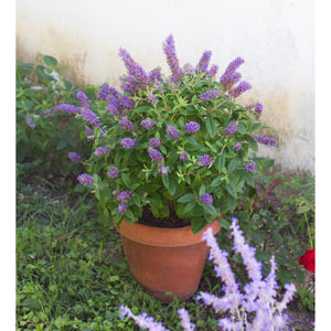 Bloomables Buddleia Plant - 2 Gallon - Seed World