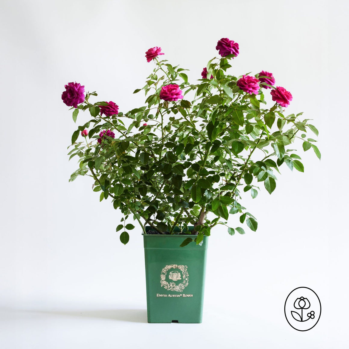 David Austin Rose - 2 Gallon - Seed World