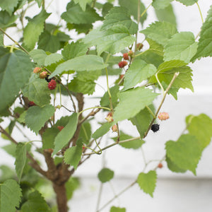 Mulberry Dwarf Everbearing Plant - 1 Gallon - Seed World