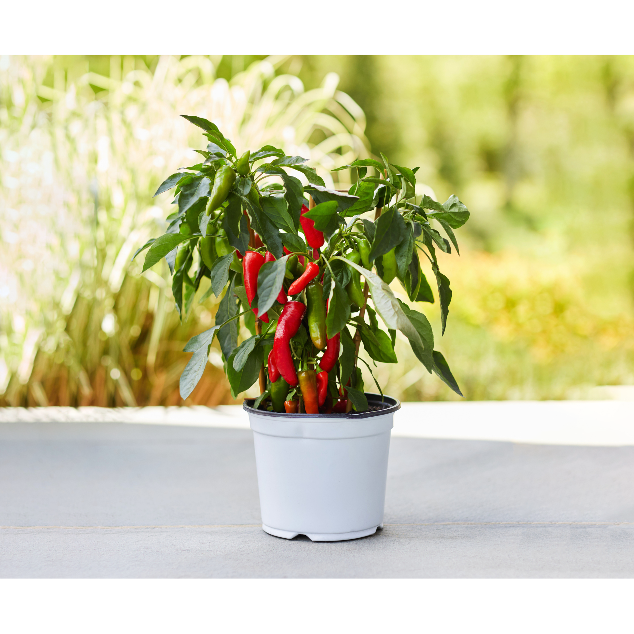 pepper indoor plant Pepper Plant