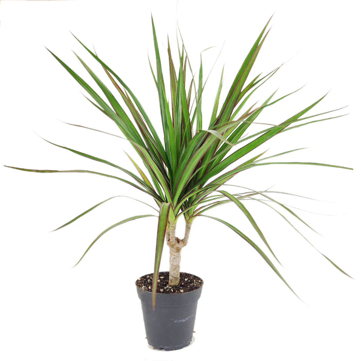 Dracaena Marginata -  10 Inch Plant - Seed World