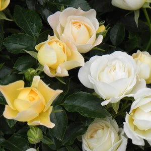 Drift Rose Lemon Plant - 2 Gallon - Seed World