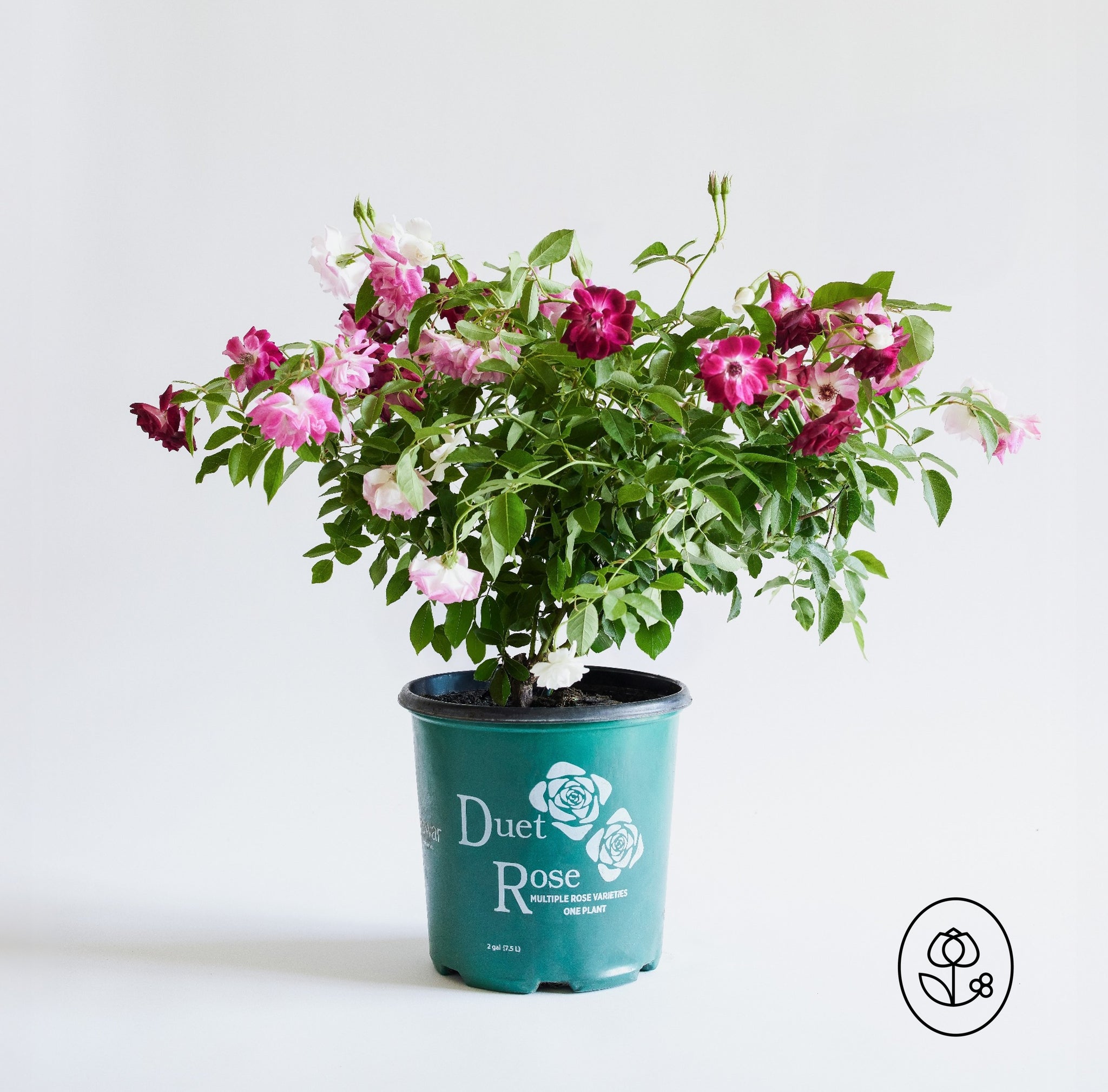 Duet Rose Plant - Multi-Graft - 2 Gallon