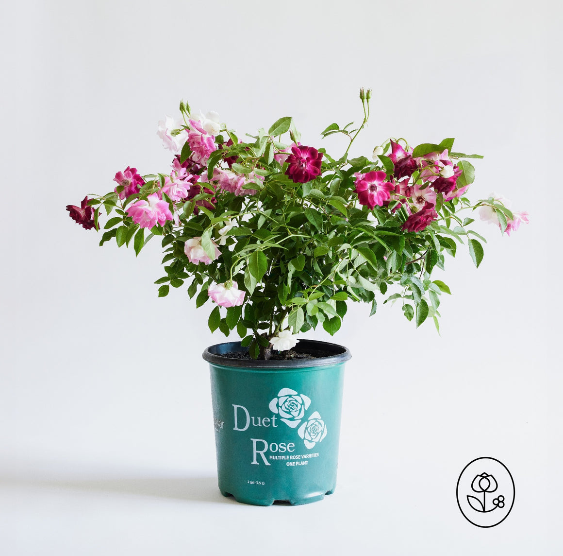 Duet Rose Plant - Multi-Graft - 2 Gallon