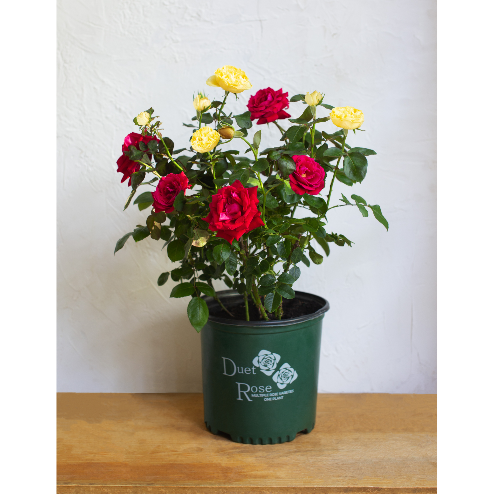 can you plant two roses in one pot Duet Rose Plant - Multi-Graft