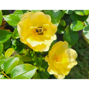 Knock Out Easy Out Easy Bee-Zy Plant - 2 Gallon - Seed World