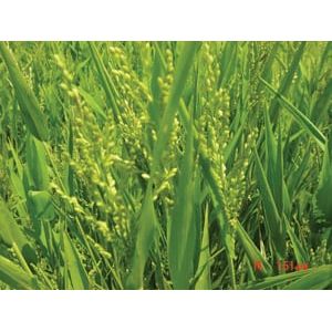 BrownTop Millet "Feed Grade" Seed - 50 lb. - Seed World