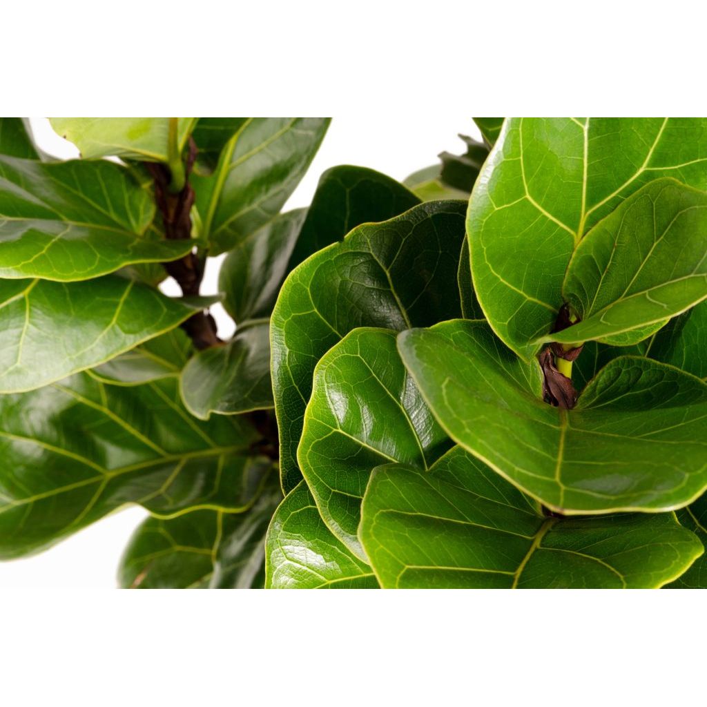 fiddle fig leaf tree near me Fiddler Leaf Fig Plant