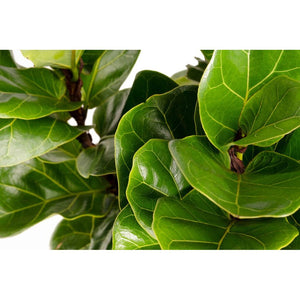 fiddle leaf fig small Fiddler Leaf Fig Plant