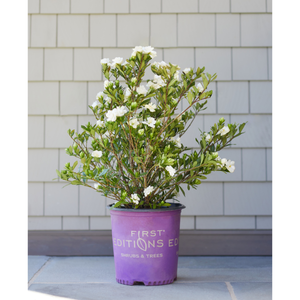 First Editions Double Mint Gardenia Plant - 2 Gallon - Seed World