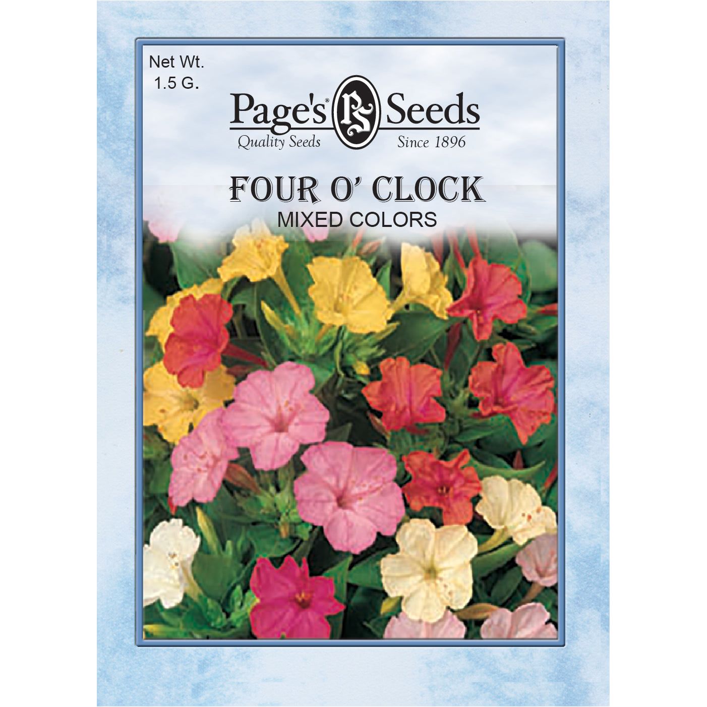 5 o'clock flower seeds FOUR O' CLOCK