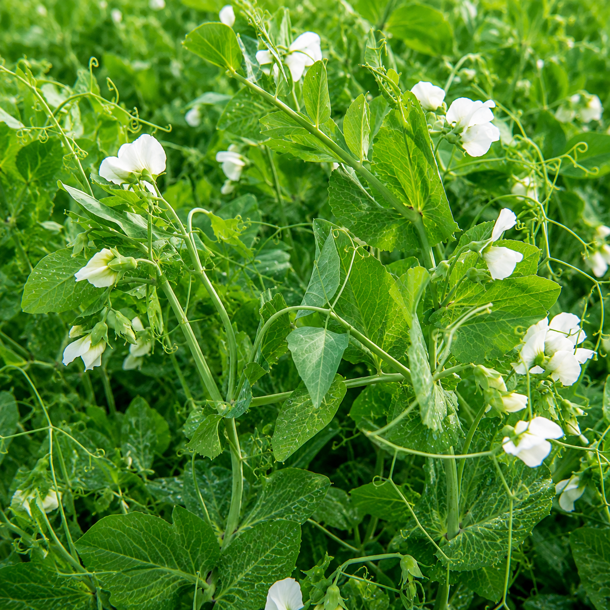 pea seed plant Frostmaster Winter Pea Seeds– Seed World