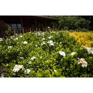 First Editions Double Mint Gardenia Plant - 2 Gallon - Seed World