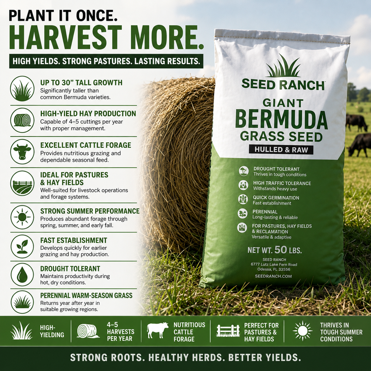 Giant Bermuda Grass Seed (Hulled & Raw)