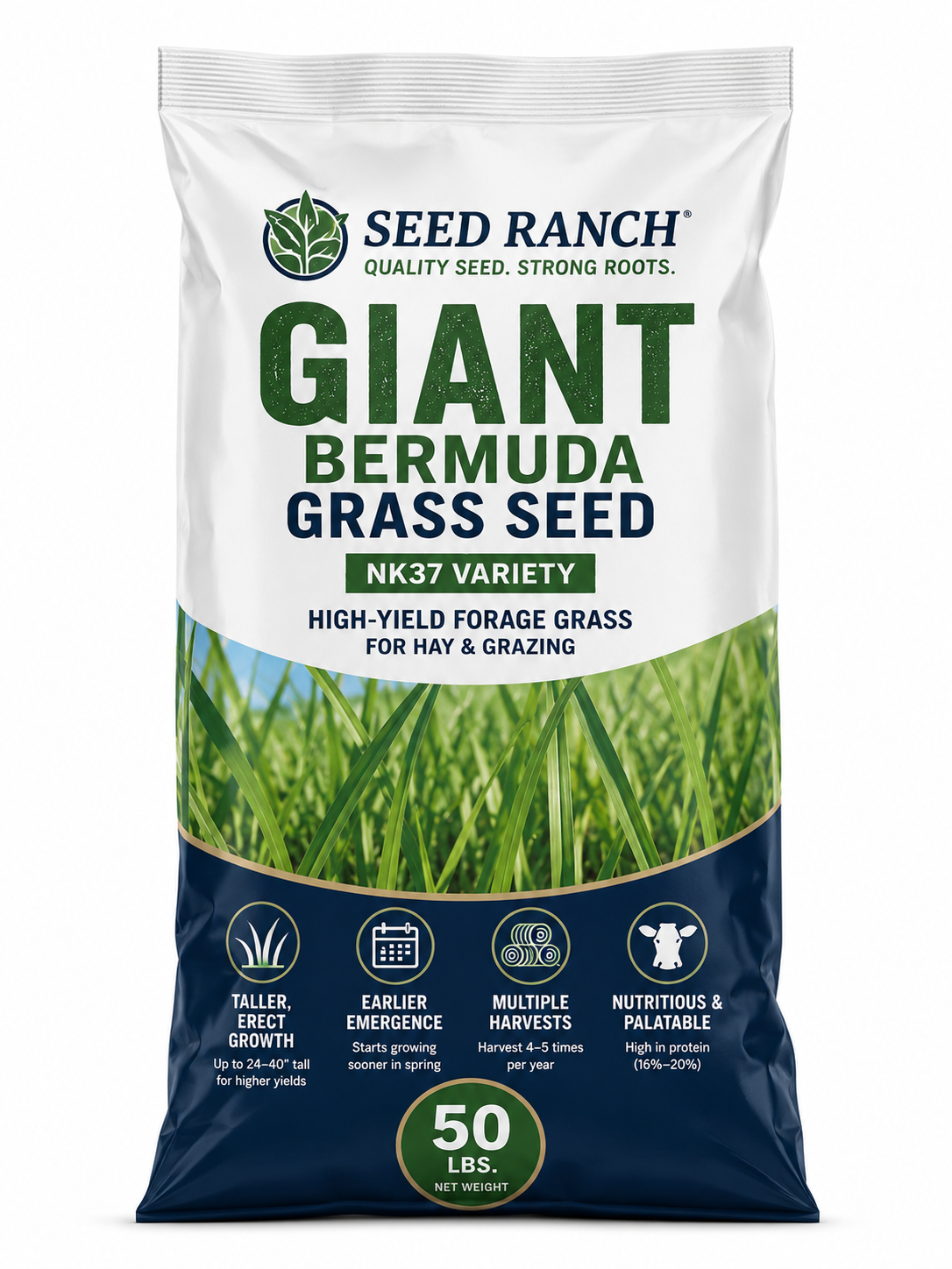 Giant Bermuda Grass Seed (Coated & Hulled) - Seed World