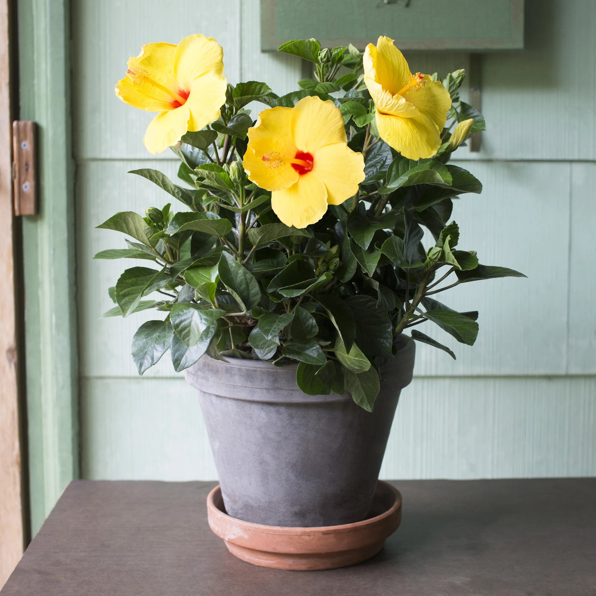 hibiscus looks like pot plant Hibiscus Plant
