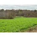 Tecomate Greenfield Deer Food Plot Seed
