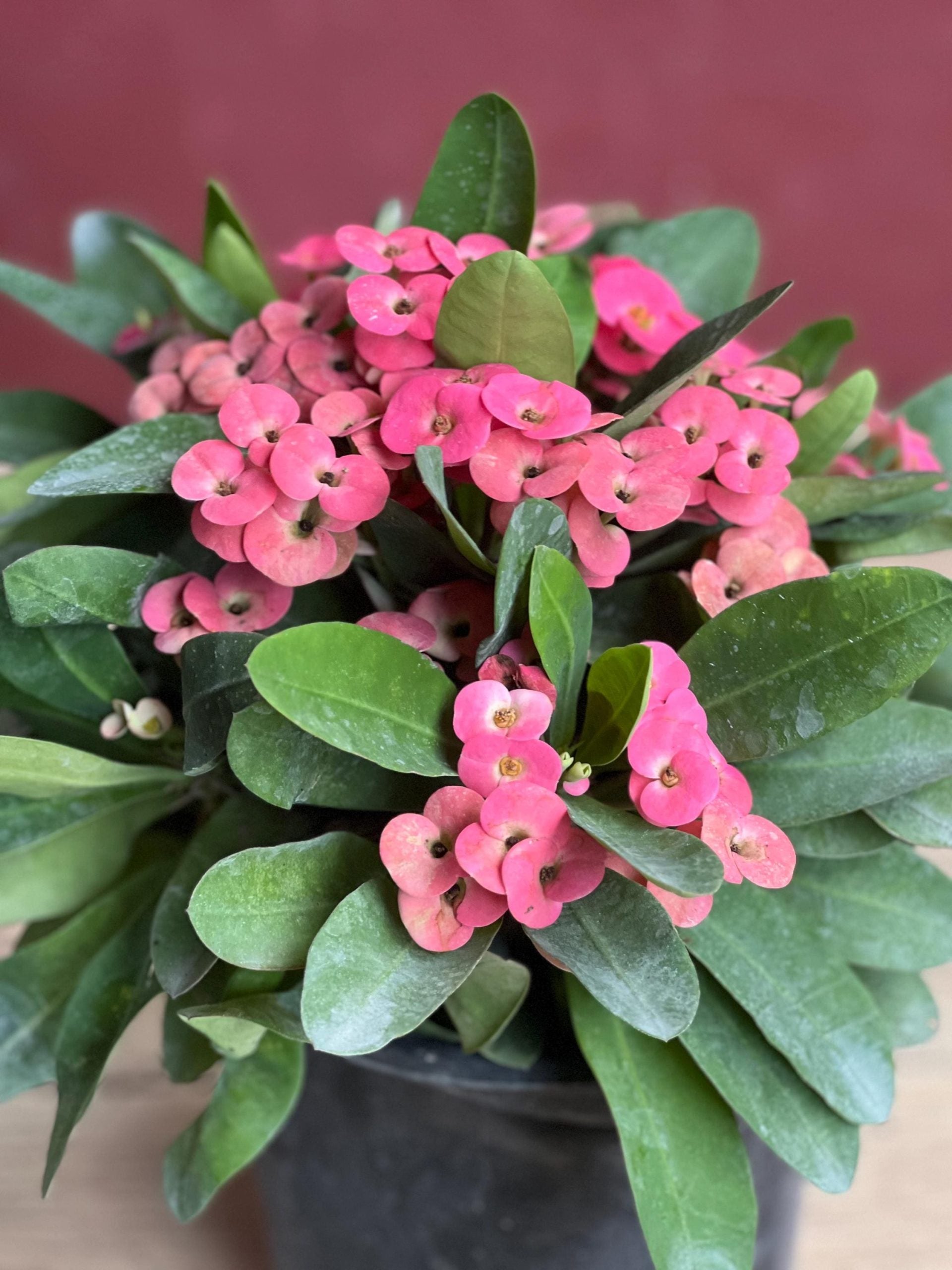 Crown Of Thorns Plant - 6.5" Pot - Seed World