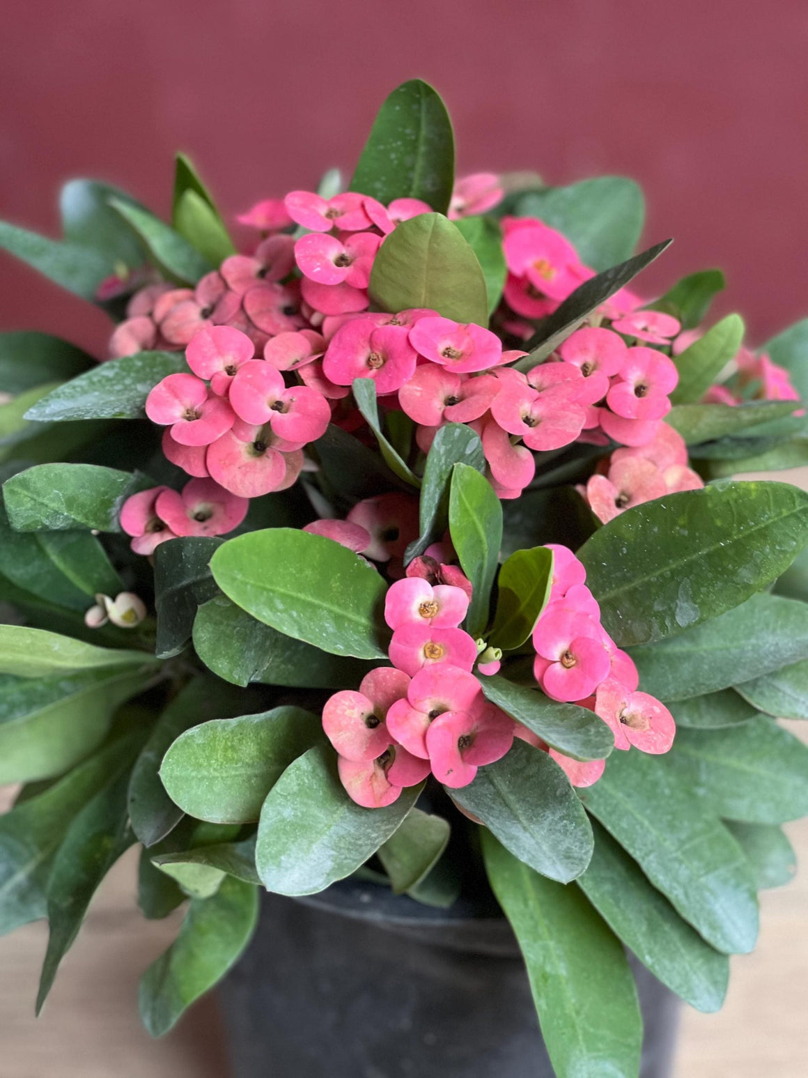 Crown Of Thorns Plant - 6.5" Pot - Seed World