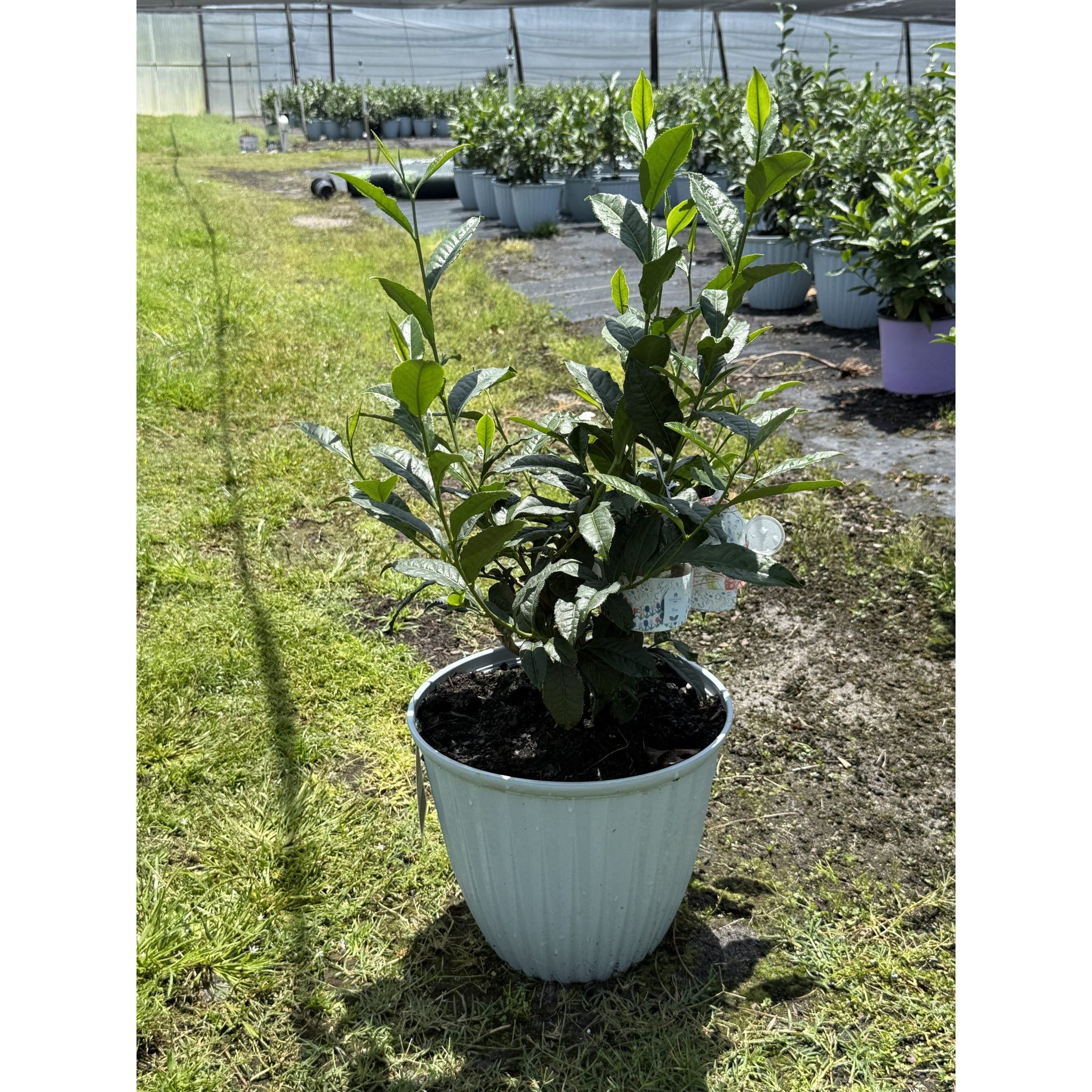 potted tea plant Tea Plant– Seed World