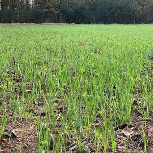 Tecomate Forage Oats — Deer Food Plot Seed - 40 lbs.