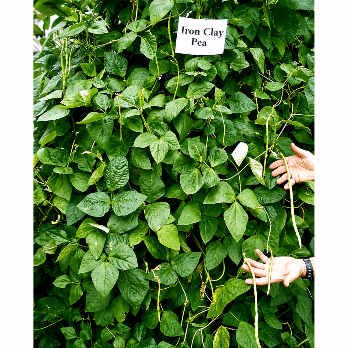 Iron & Clay Cowpea Seed - Seed World