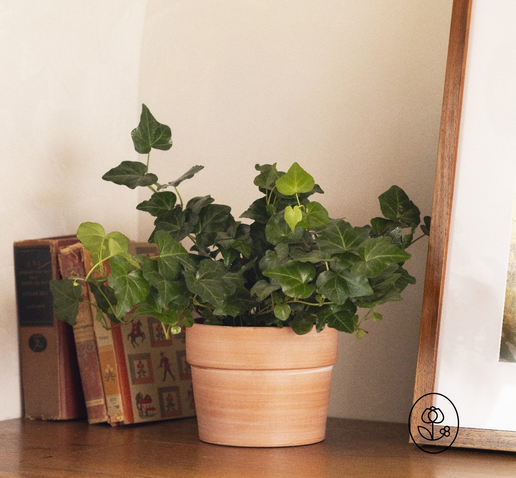 Ivy Plant - Seed World