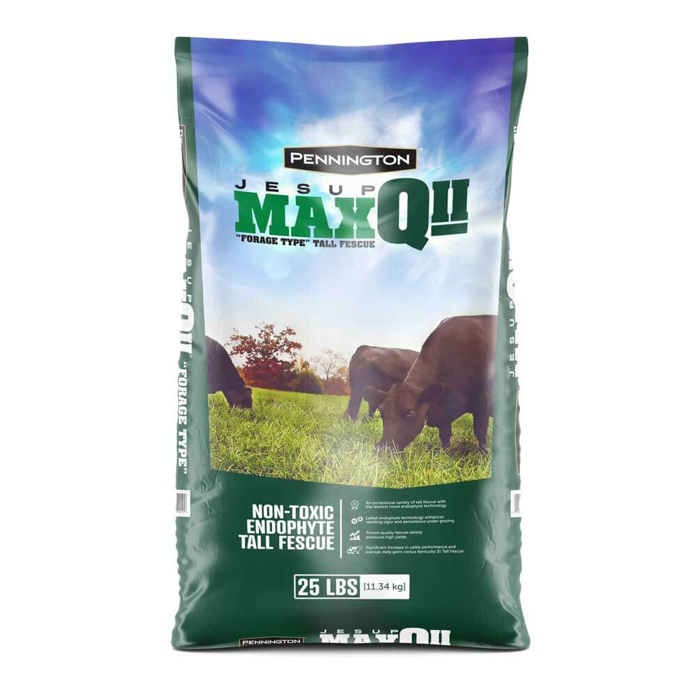 Jesup Max Q 11 Forage Tall Fescue Grass Seed - Seed World