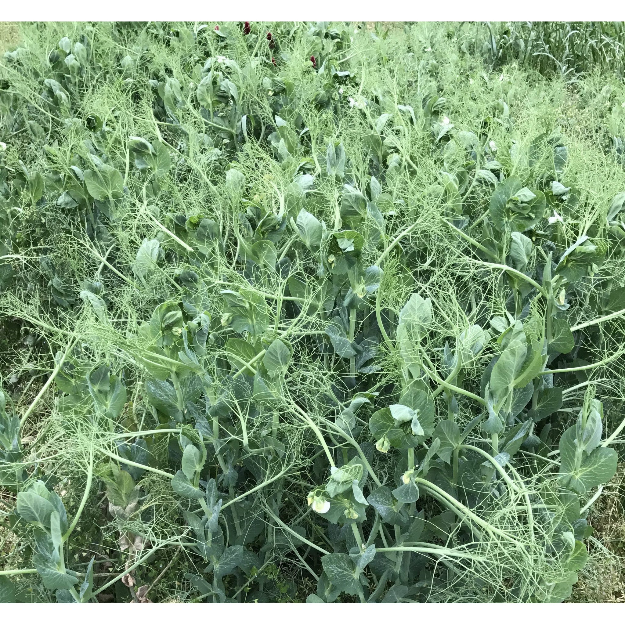 power plant seed mix Imperial Whitetail PowerPlant Seed Spring Summer Wildlife Food Plot– Seed World