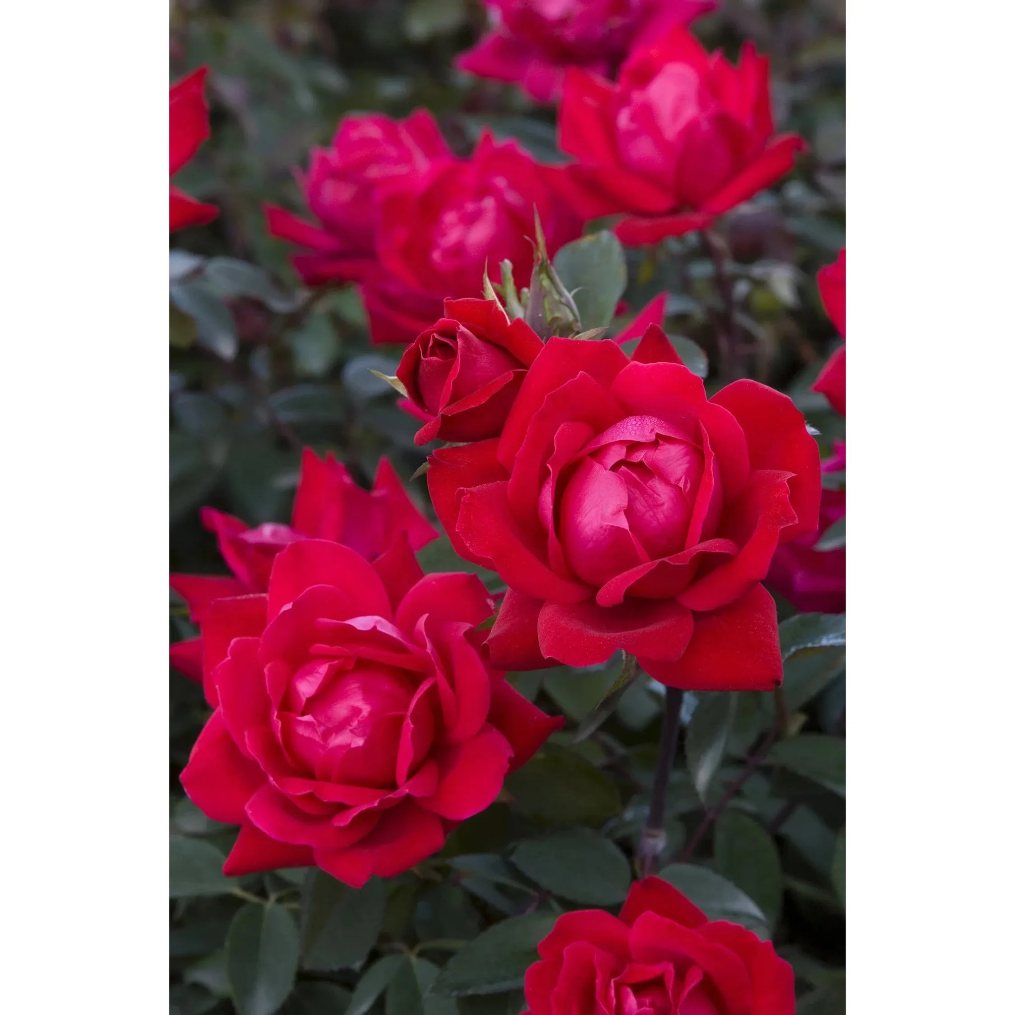 double knockout rose seeds Knock Out Double Red Rose Plant– Seed World