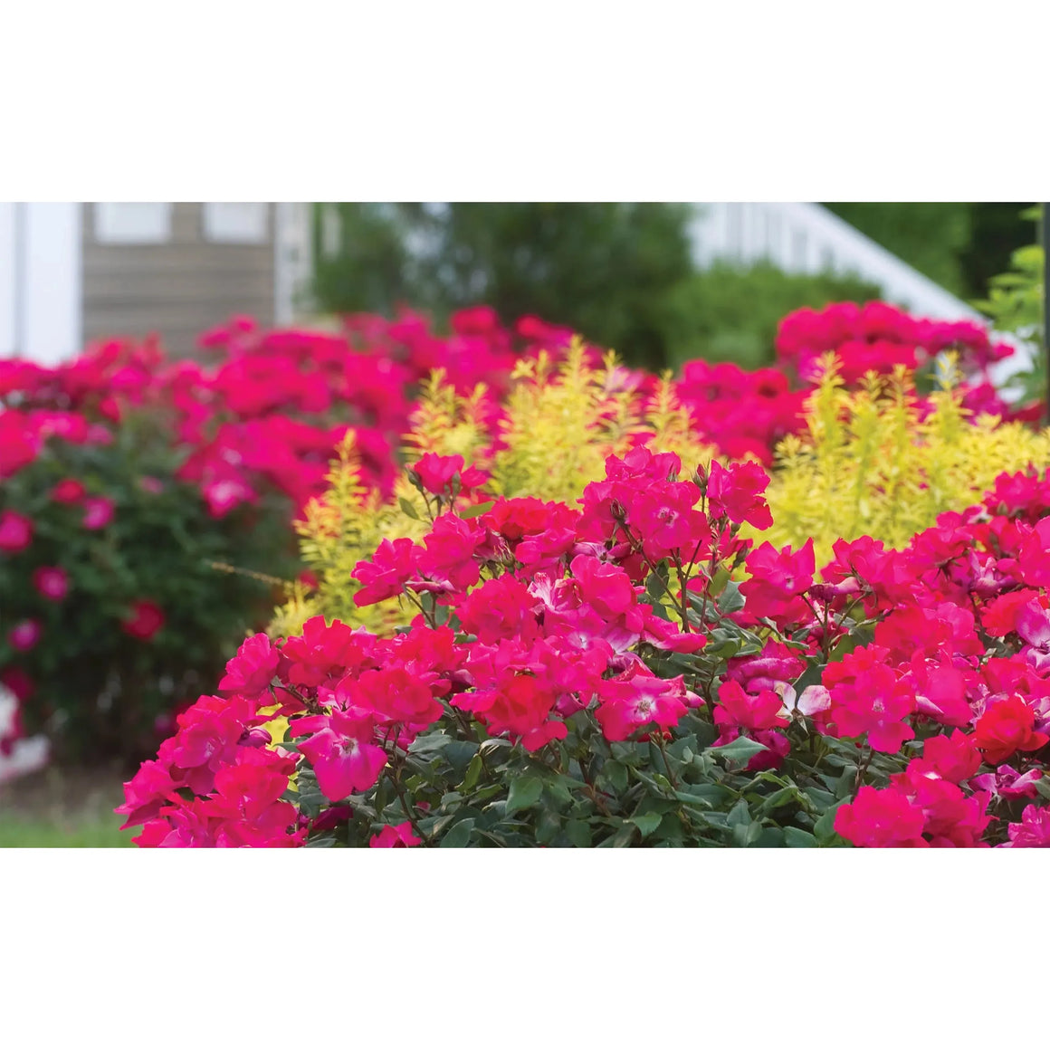 Knock Out Single Red Rose - 2 Gallon - Seed World