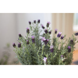 Lavender Flower Plant - 7 Inch Plant - Seed World