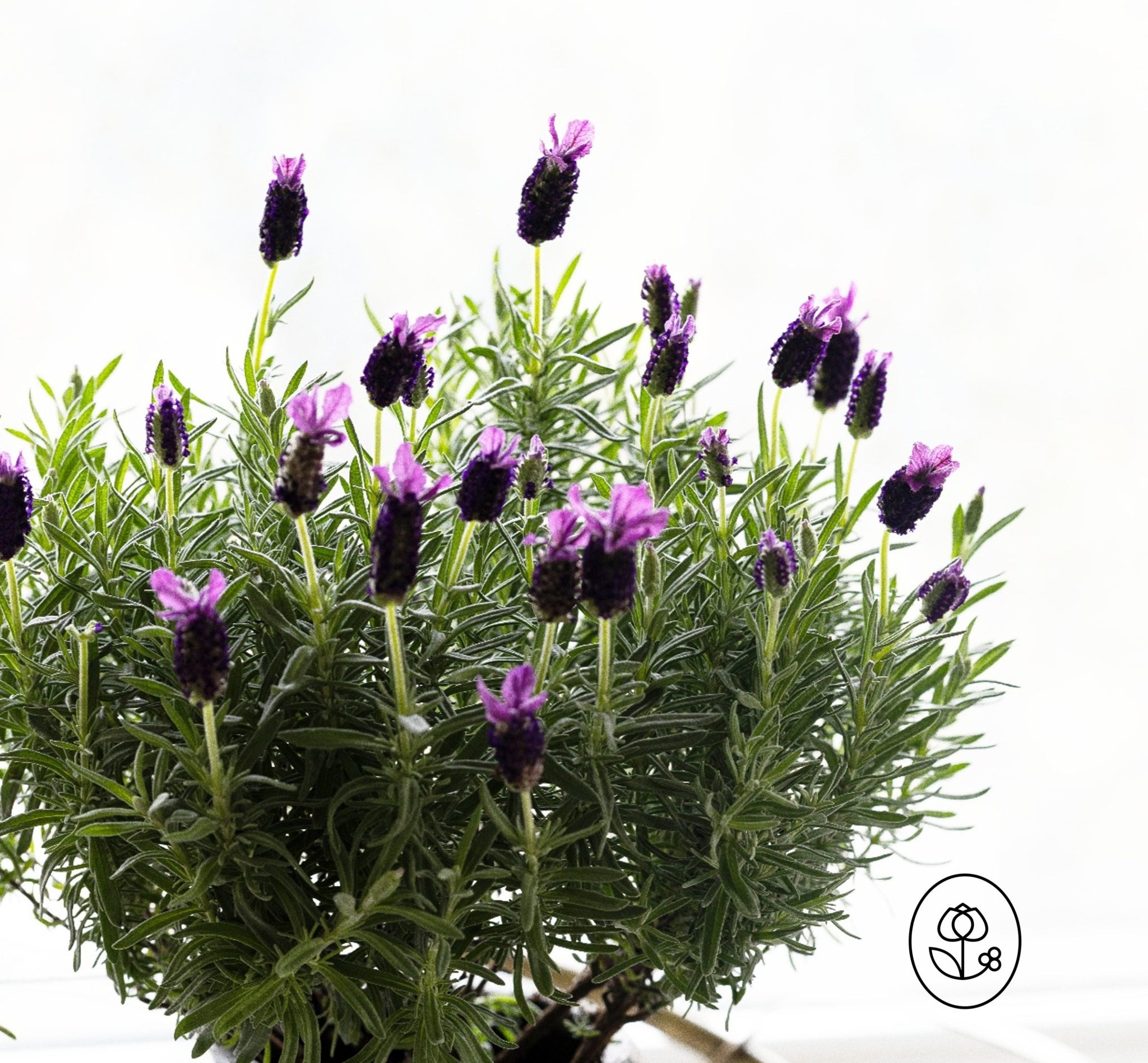 lavender plant instructions Lavender Plant