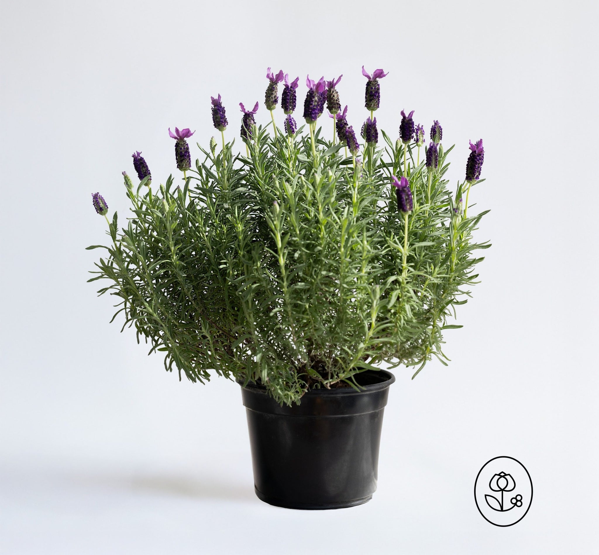 Lavender Plant - Quart
