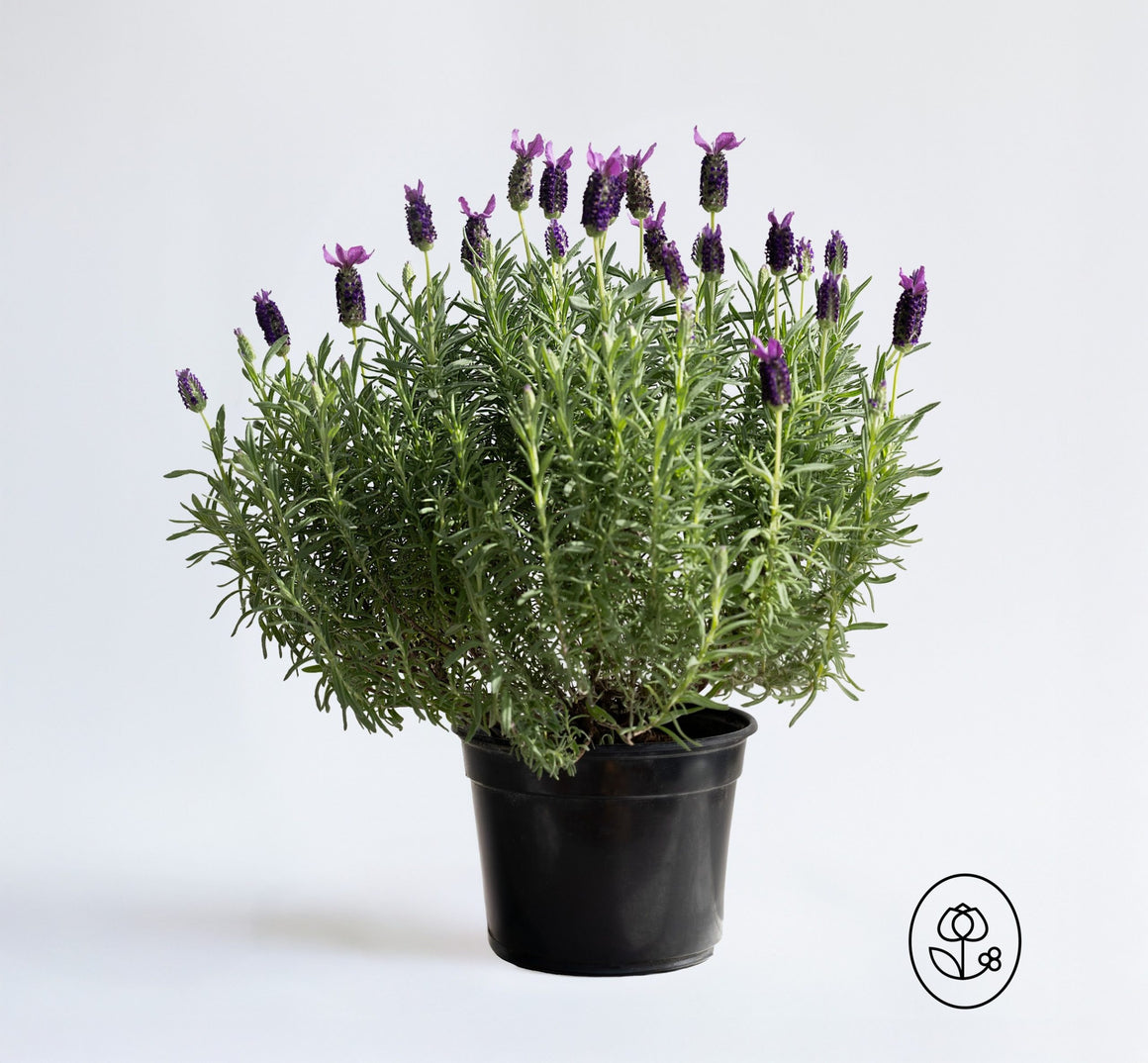 Lavender Plant - Quart