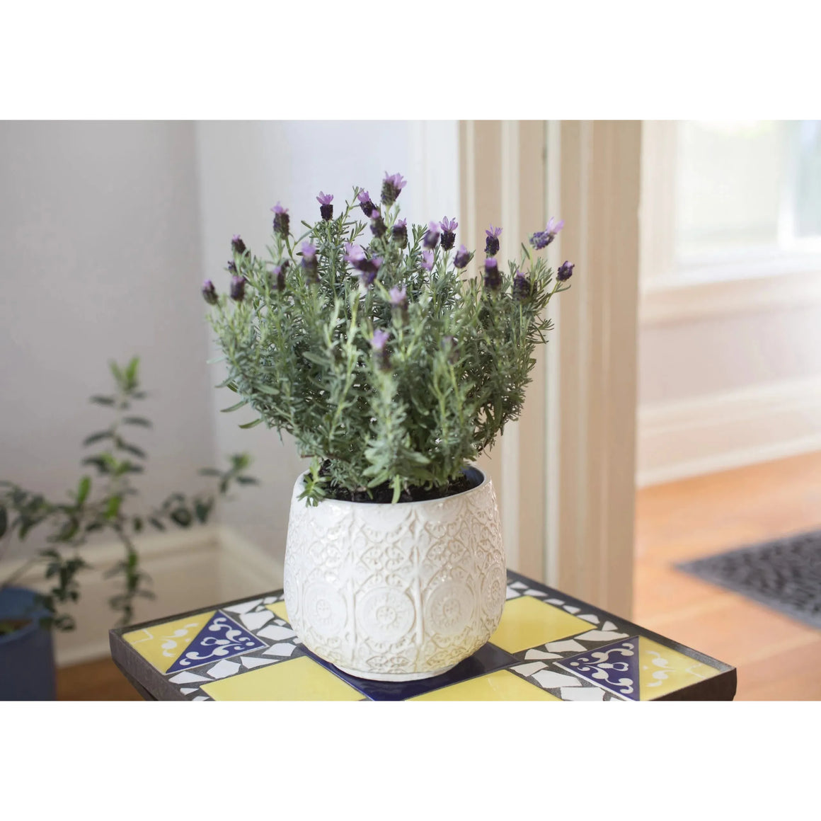 Lavender Flower Plant - 7 Inch Plant - Seed World