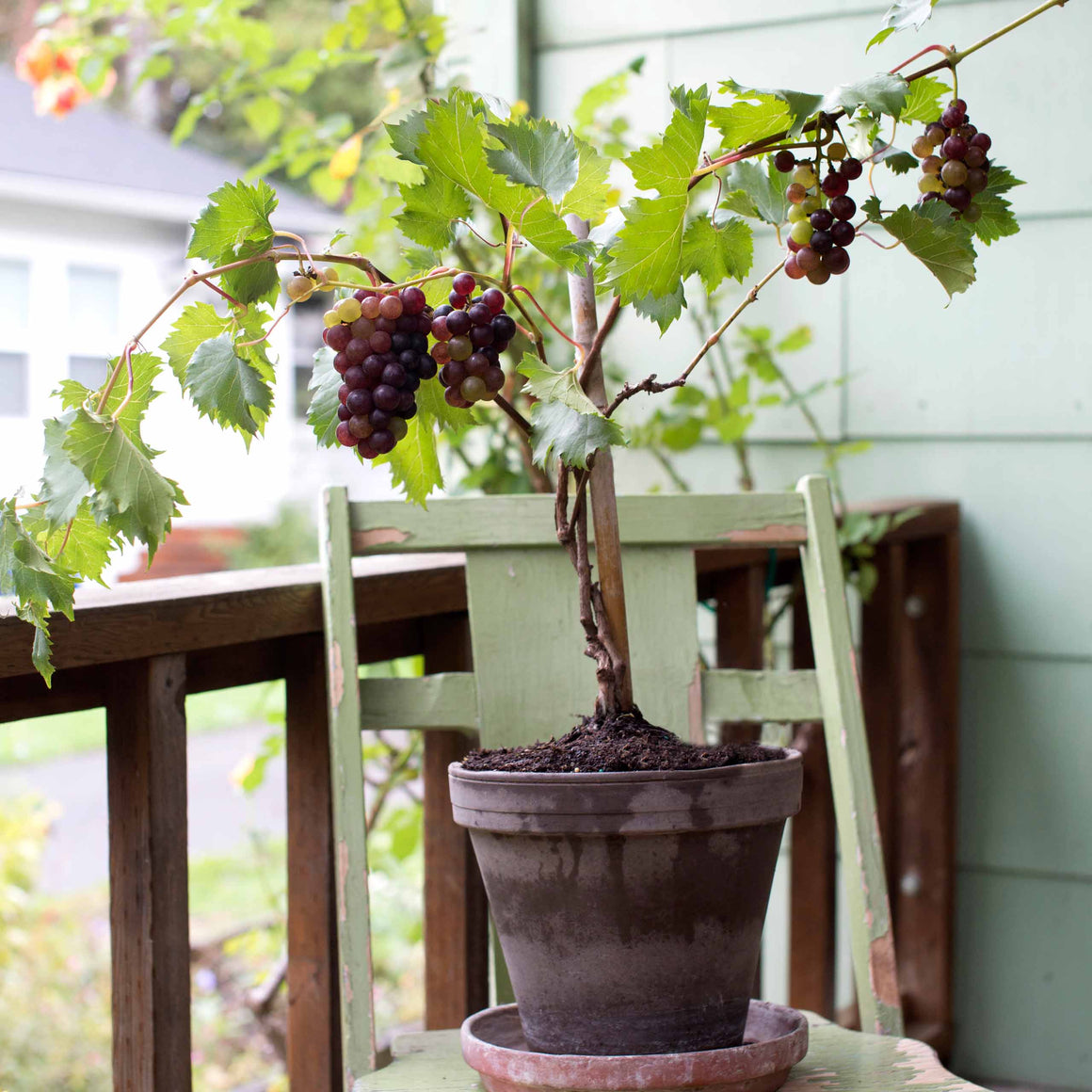 Catawba Grape Vine Plant - 1 Gallon - Seed World