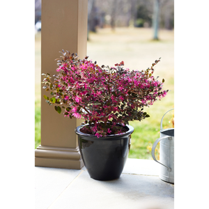 Bloomables Loropetalum Plant - 2 Gallon - Seed World