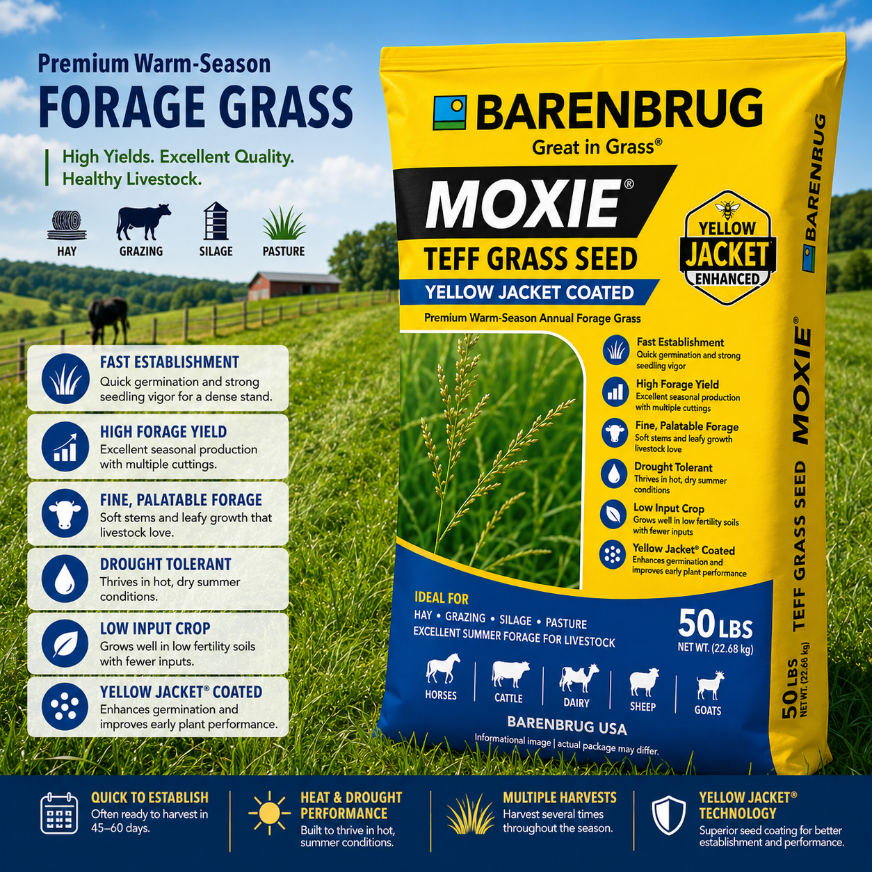 planting teff grass seed Moxie Teff Grass Seed Coated