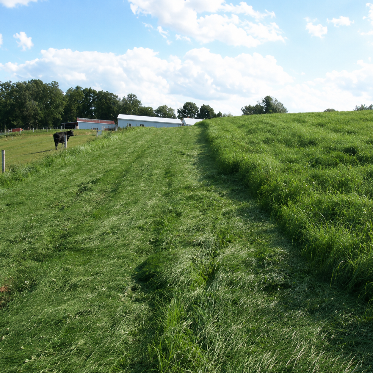 best way to plant pasture grass seed Moxie Teff Grass Seed Coated