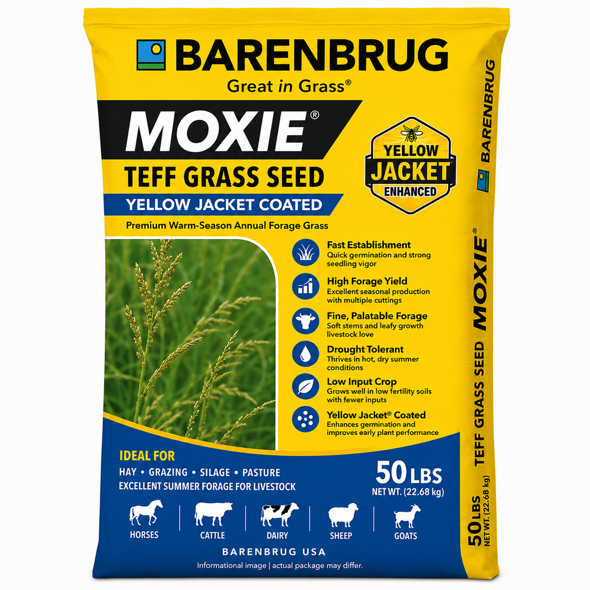 Moxie Teff Grass Seed Coated - Seed World