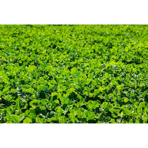 Marco Polo White Clover "RAW" - Seed World