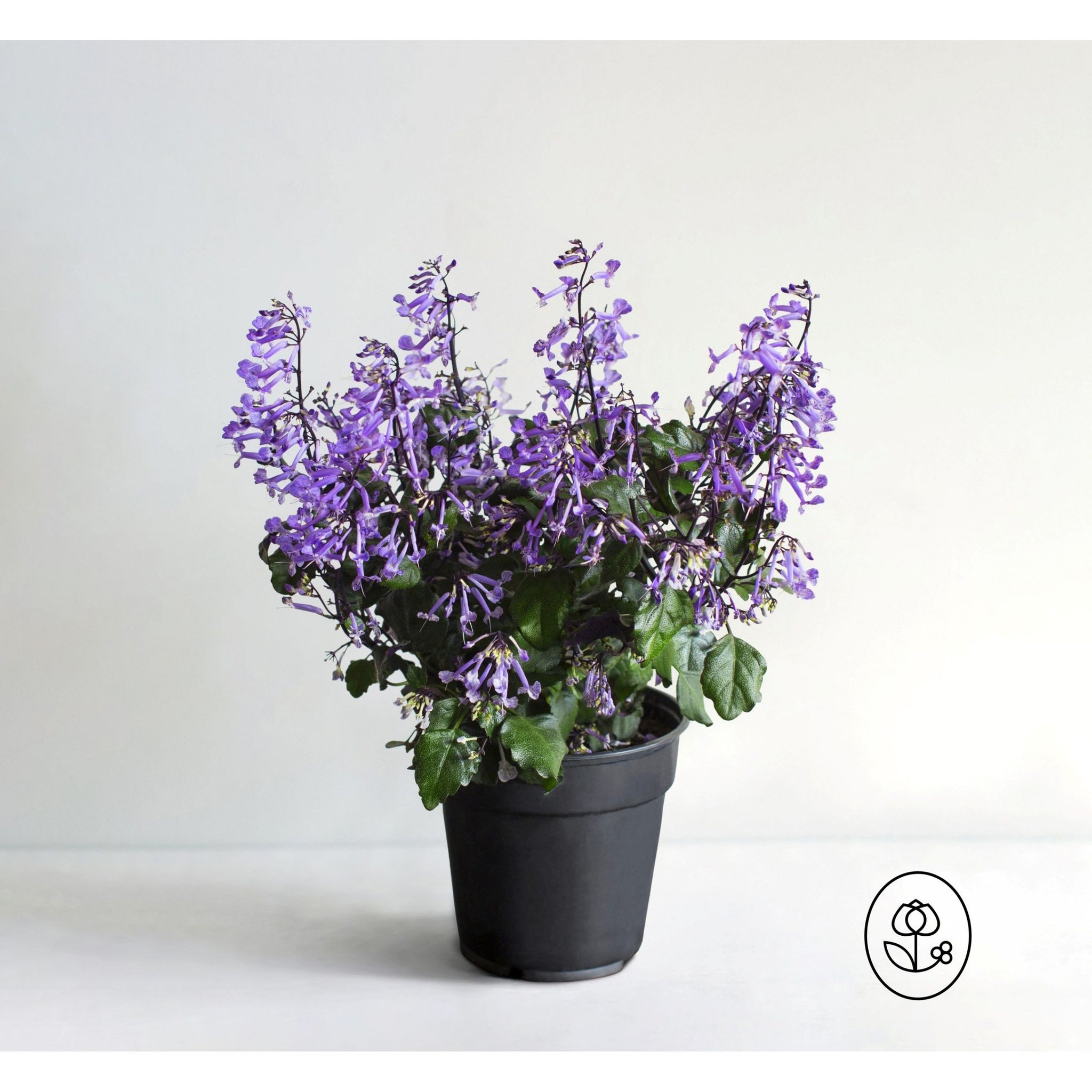 plectranthus mona lavender plant care Mona Lavender Plant