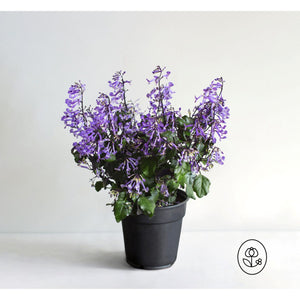Mona Lavender Plant - 6 inch