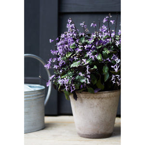 Lavender "Mona" Plant - 6 in