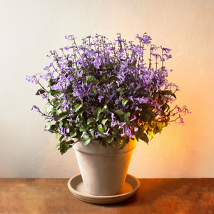 Lavender "Mona" Plant - 6 in