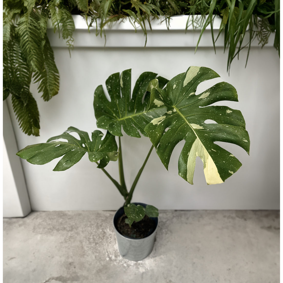 Monstera Thai Constellation Plant with Deco Pot - 1 Gallon Foliage - Seed World