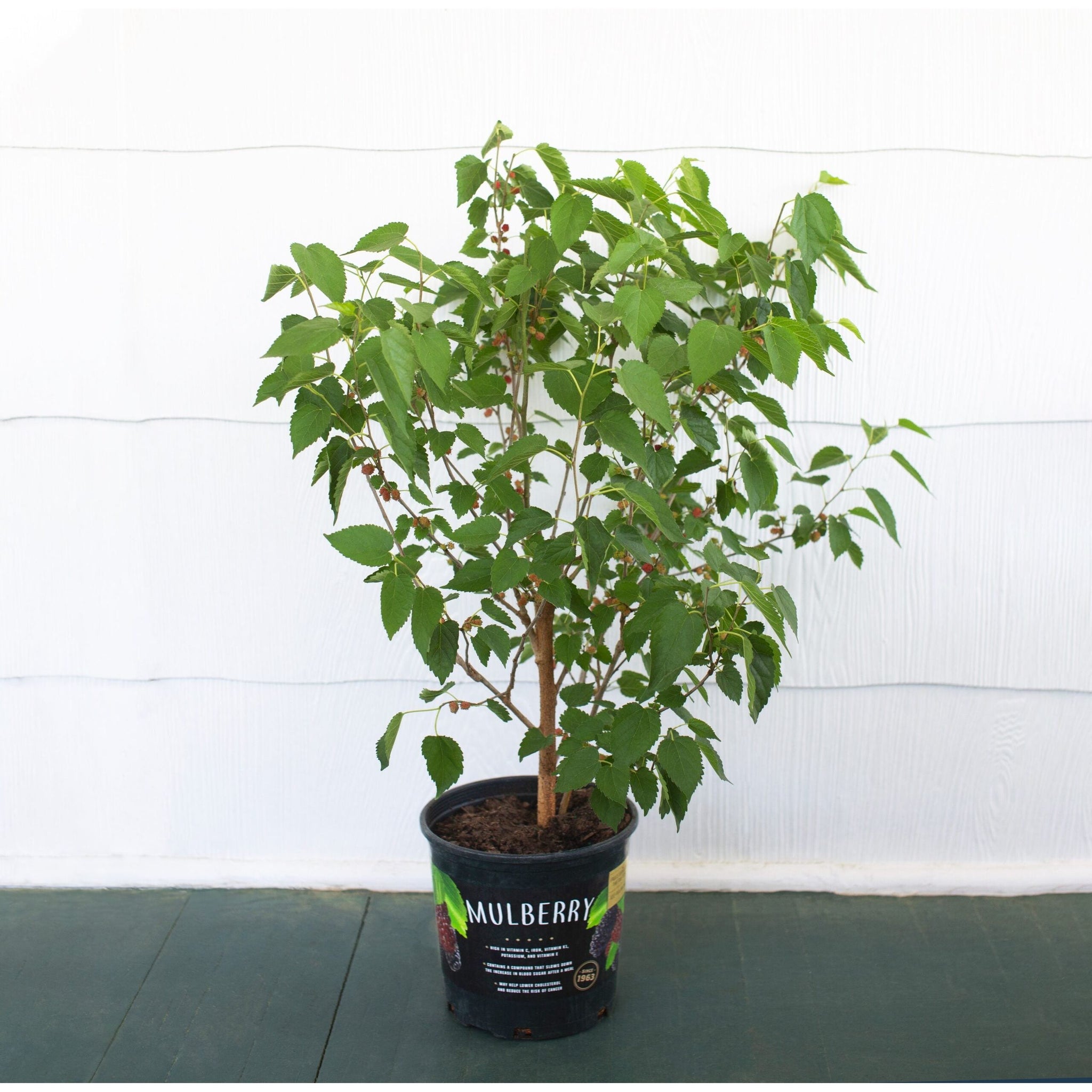 planting mulberry tree in pot Mulberry Dwarf Everbearing Plant