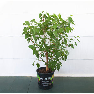 Mulberry Dwarf Everbearing Plant - 1 Gallon - Seed World